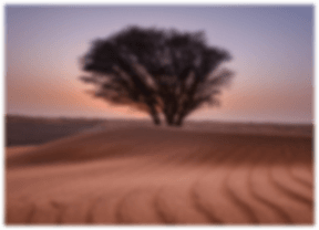 tree in the desert